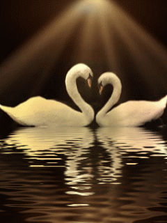 Animal Screensavers 0017